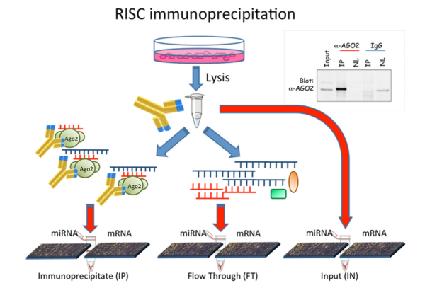 risc immuno 600x400