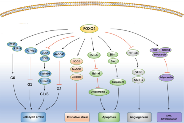 foxo4pathway 600x400