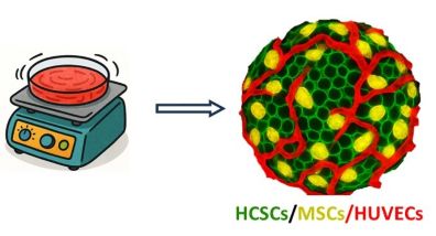 Immagine in evidenza_organoidi 2