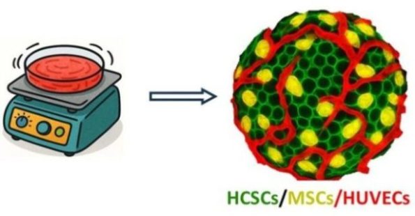 Immagine in evidenza_organoidi